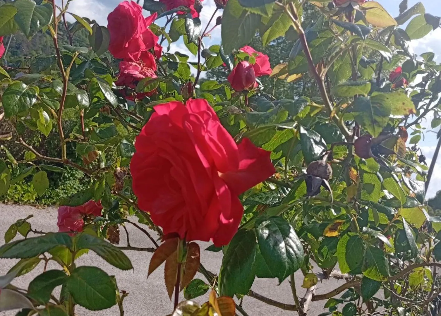 شقة La Clematite D'Olt Saint-Côme-dʼOlt